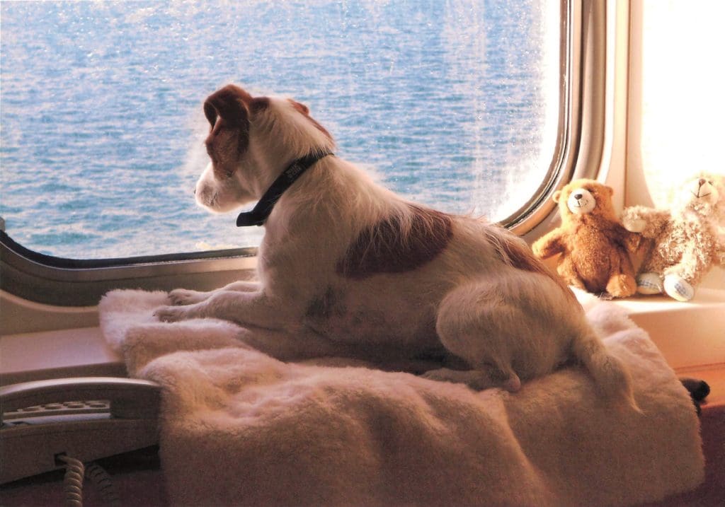 can you take dogs on ferry to northern ireland