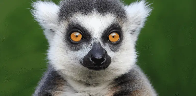 BELFAST ZOO GOES FROM STRENGTH TO STRENGTH SINCE REOPENING TO THE PUBLIC, WITH VISITOR NUMBERS AT THEIR HIGHEST SINCE 2014.