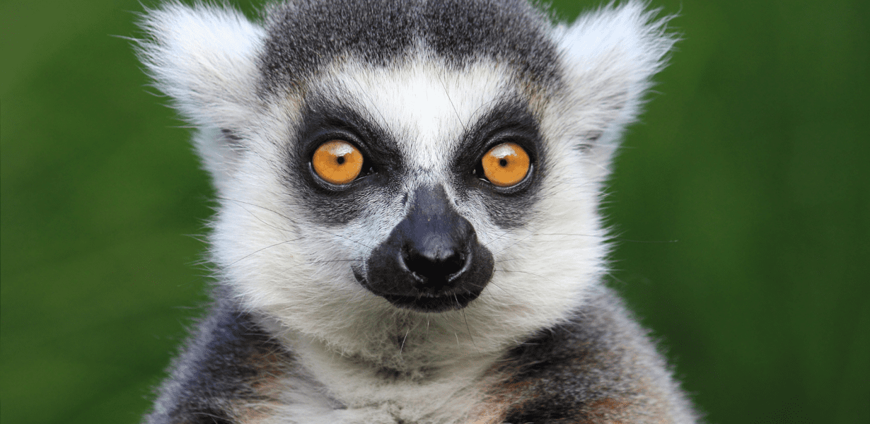 BELFAST ZOO GOES FROM STRENGTH TO STRENGTH SINCE REOPENING TO THE PUBLIC, WITH VISITOR NUMBERS AT THEIR HIGHEST SINCE 2014. 1