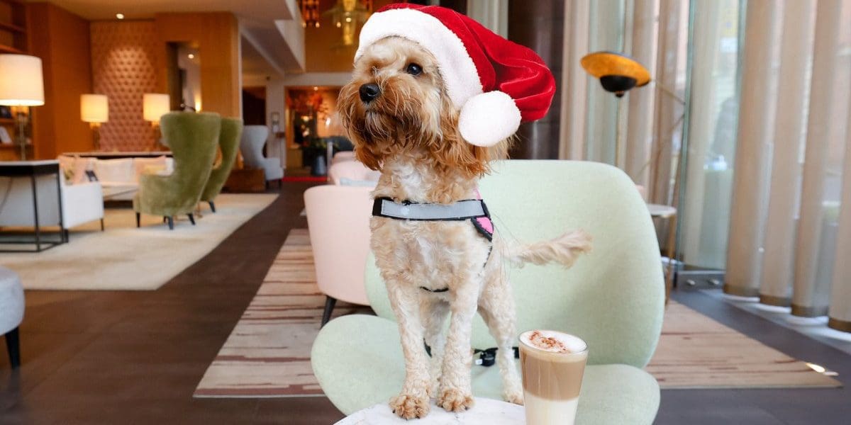 Northern Ireland Travel Magazine Roxy-visits-the-Fitzwilliam-Hotel-1200x600 THE GIFT THAT ‘FITZ’ THIS CHRISTMAS  