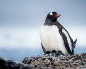 Apply to be Chief Flying Penguin Officer for Chance to Travel to Antarctica 5