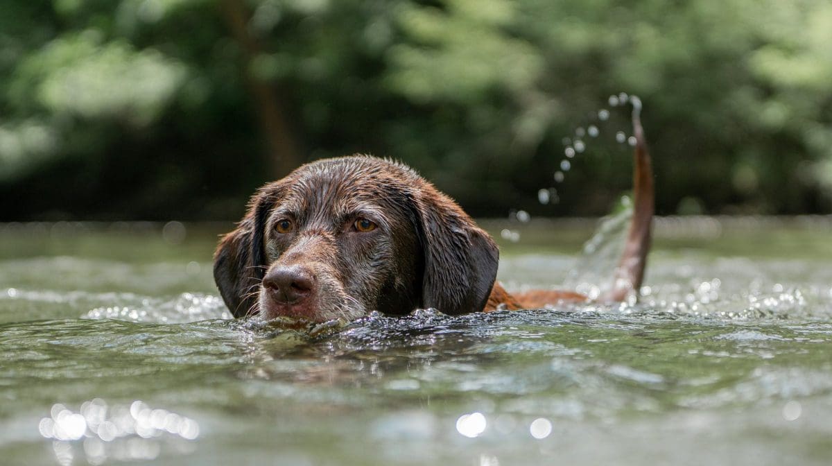 Stay away from blue-green algae and keep your dogs safe 1