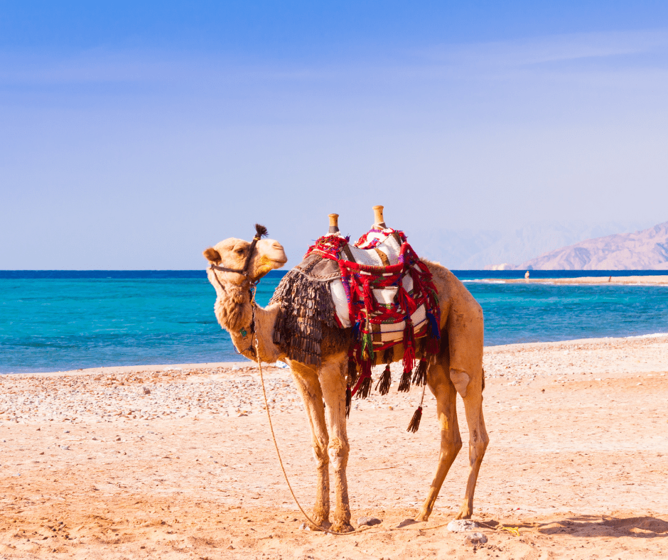 easyJet launches new route from Belfast to Hurghada 5