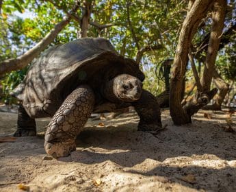 REGENERATIVE TOURISM WITH MANGROVE PLANTING FOR GUESTS ON NECKER ISLAND 16