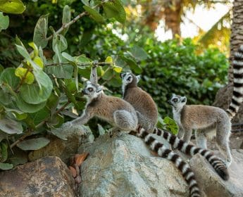 REGENERATIVE TOURISM WITH MANGROVE PLANTING FOR GUESTS ON NECKER ISLAND 14