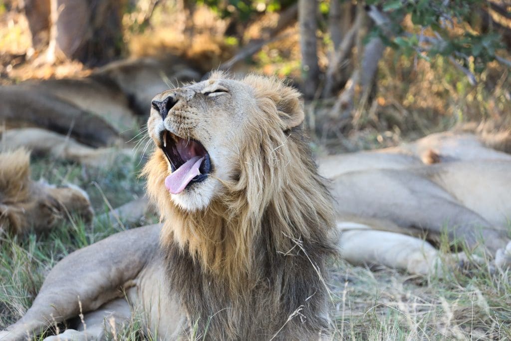 Great Plains' Sitatunga Private Island Opens in Botswana 11