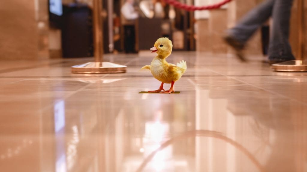 Hastings Hotels Launches ‘The Doorman and the Duck 2’ 6 Hastings Hotels Launches ‘The Doorman and the Duck 2’ 4