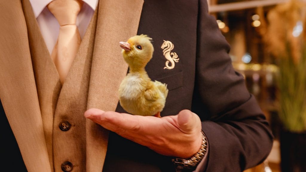 Hastings Hotels Launches ‘The Doorman and the Duck 2’ 7 Hastings Hotels Launches ‘The Doorman and the Duck 2’ 5