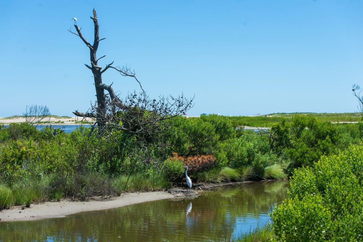 Chincoteague National Wildlife Refuge