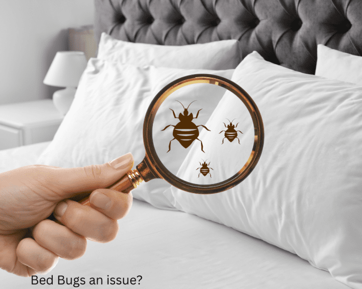How Bed Bugs Are Getting Across Borders 2