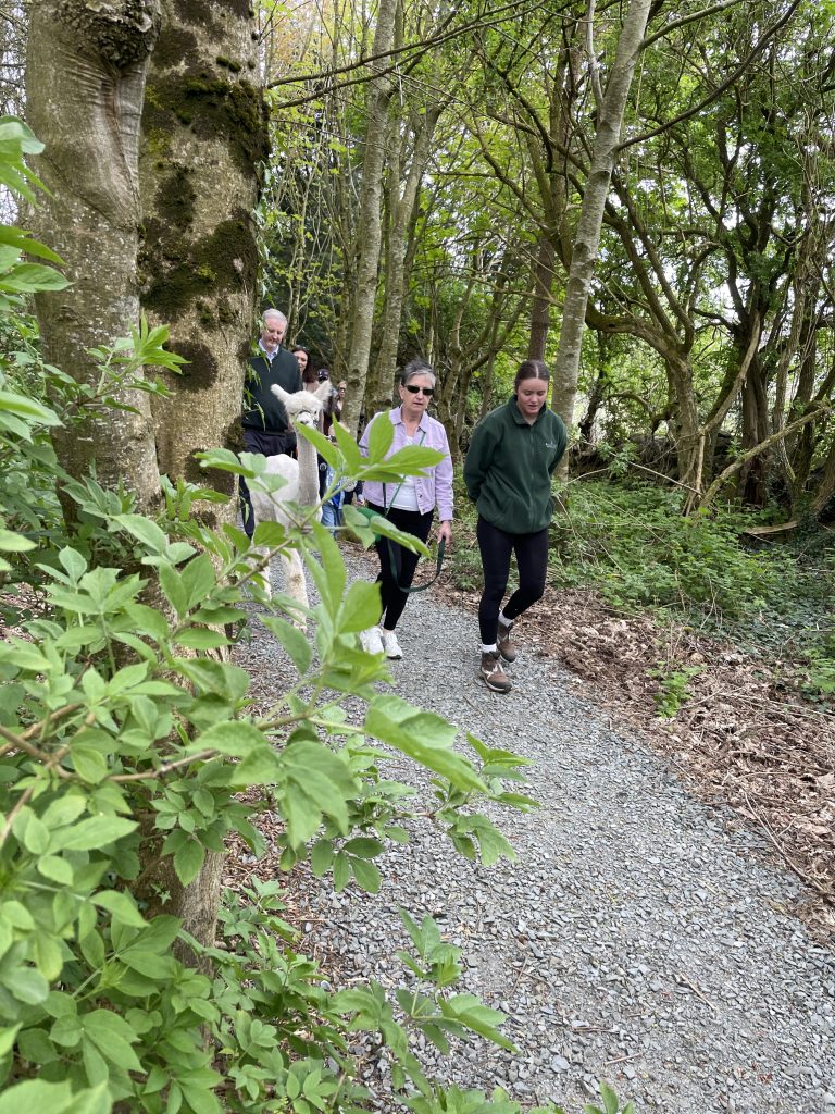 Alpaca Trekking Adventure at Ballyburren