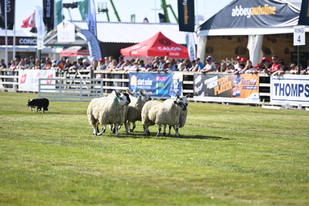 Balmoral Show – Where There’s MORE Than Meets the Eye 37 Bolddog FMX team