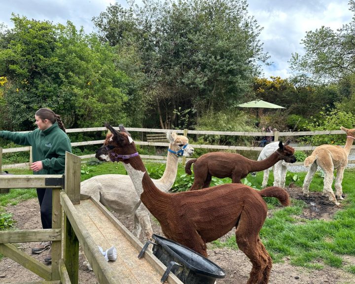 alpaca trecking at Ballyburren