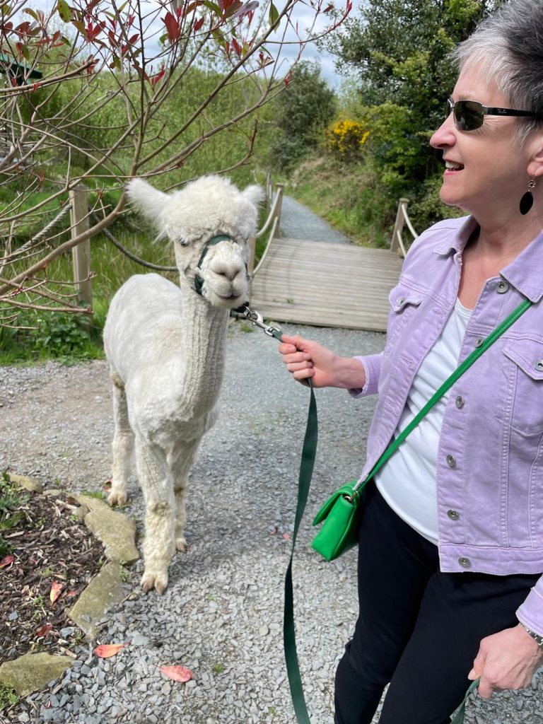 Alpaca Trekking Adventure at Ballyburren 7