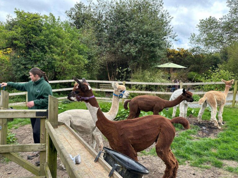alpaca trecking at Ballyburren